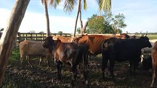 Vacas en el corral