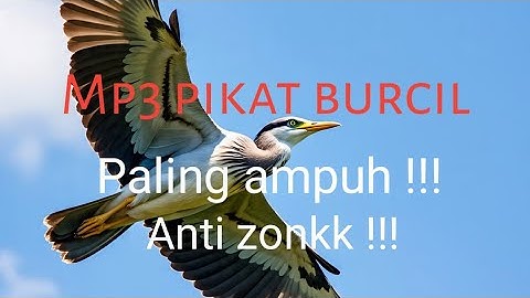 Suara pikat burung kecil paling ampuh !!! Buktikan !!!