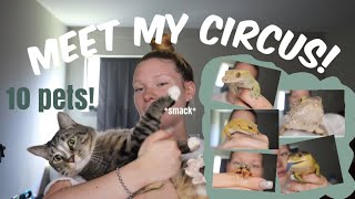 MEET MY PETS 2021 EDITION!! by Taylor Crane 7,093 views 2 years ago 21 minutes