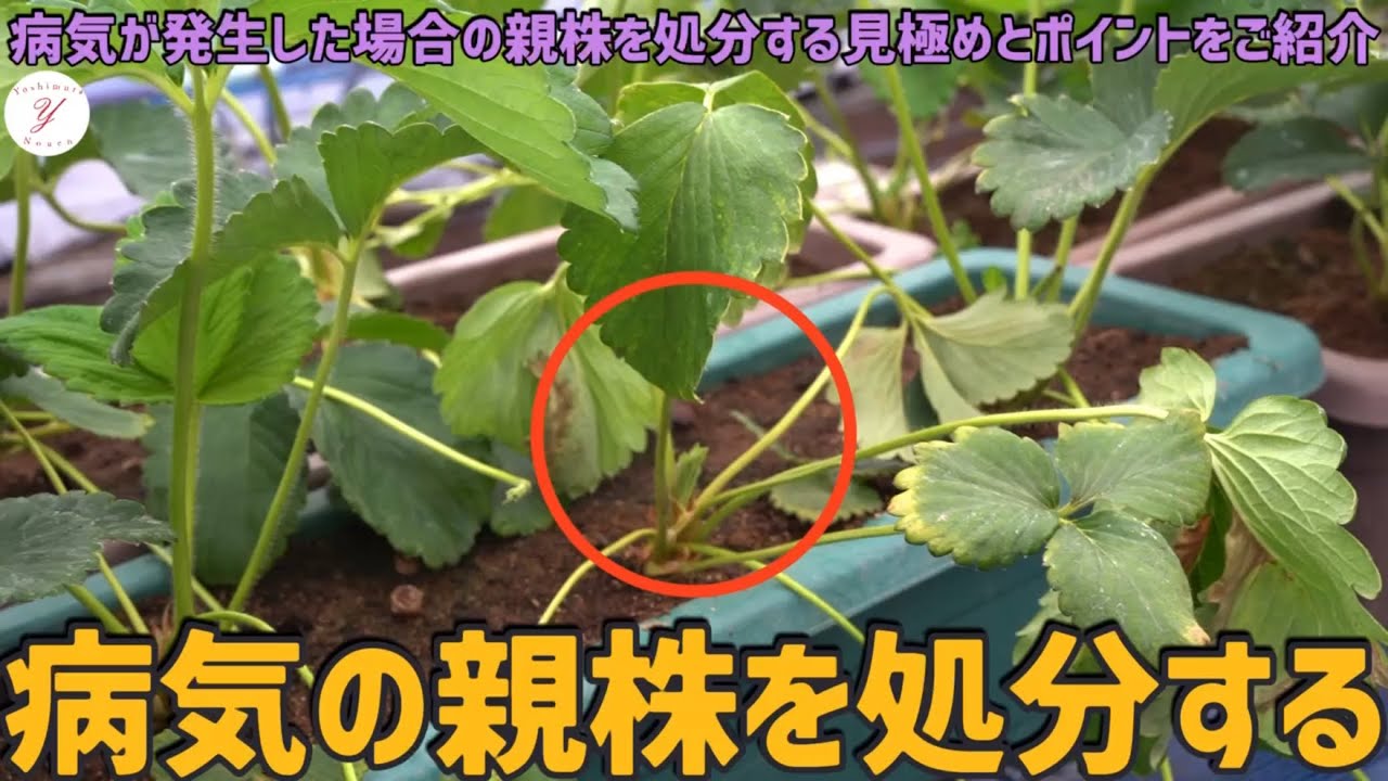 Strawberry Cultivation] How to determine when to discard diseased