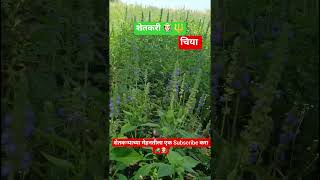 चिया शेती 🧑🏻🌾🚜 #chia #शेतकरी #farmer #किसान