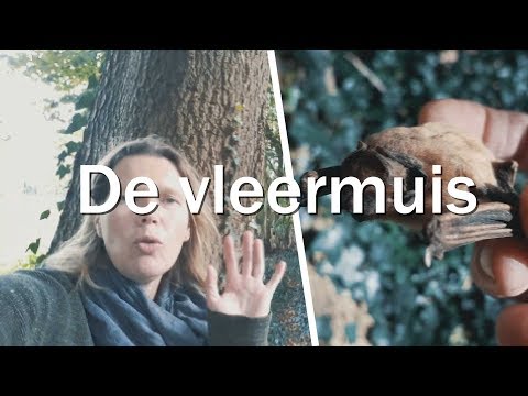 Video: Wie Zijn De Vleermuis? - Alternatieve Mening