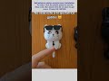Cat sunglasses.