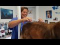 Aussie-Collie Mix "Farley" beim Hundefriseur 🐶 #grooming