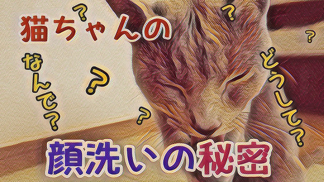 猫ちゃんってどうして顔を洗うのかな 猫との生活 ロシアンブルー 独り暮らし男性の場合 猫ちゃんってどうして顔を洗うのかな 猫との生活 ロシアンブルー 独り暮らし男性の場合