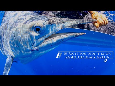 The Ultimate Black Marlin!