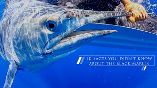 The Ultimate Black Marlin!