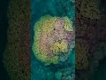 The Oceans Brain  🧠 🪸 🌊 🤯