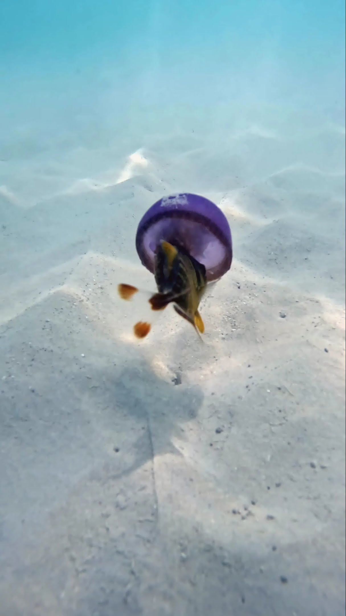 Fish Swims Inside a Jellyfish || ViralHog