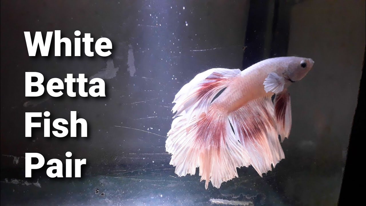 Laying white beta fish eggs | Beautiful Betta Fish | Like a Flower