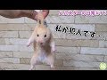 ハムスターさん、ついに水槽から脱走してしまう…#78 A hamster escapes