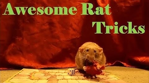Fancy rats perform awesome Tricks (including dramatic Lion King rescue)