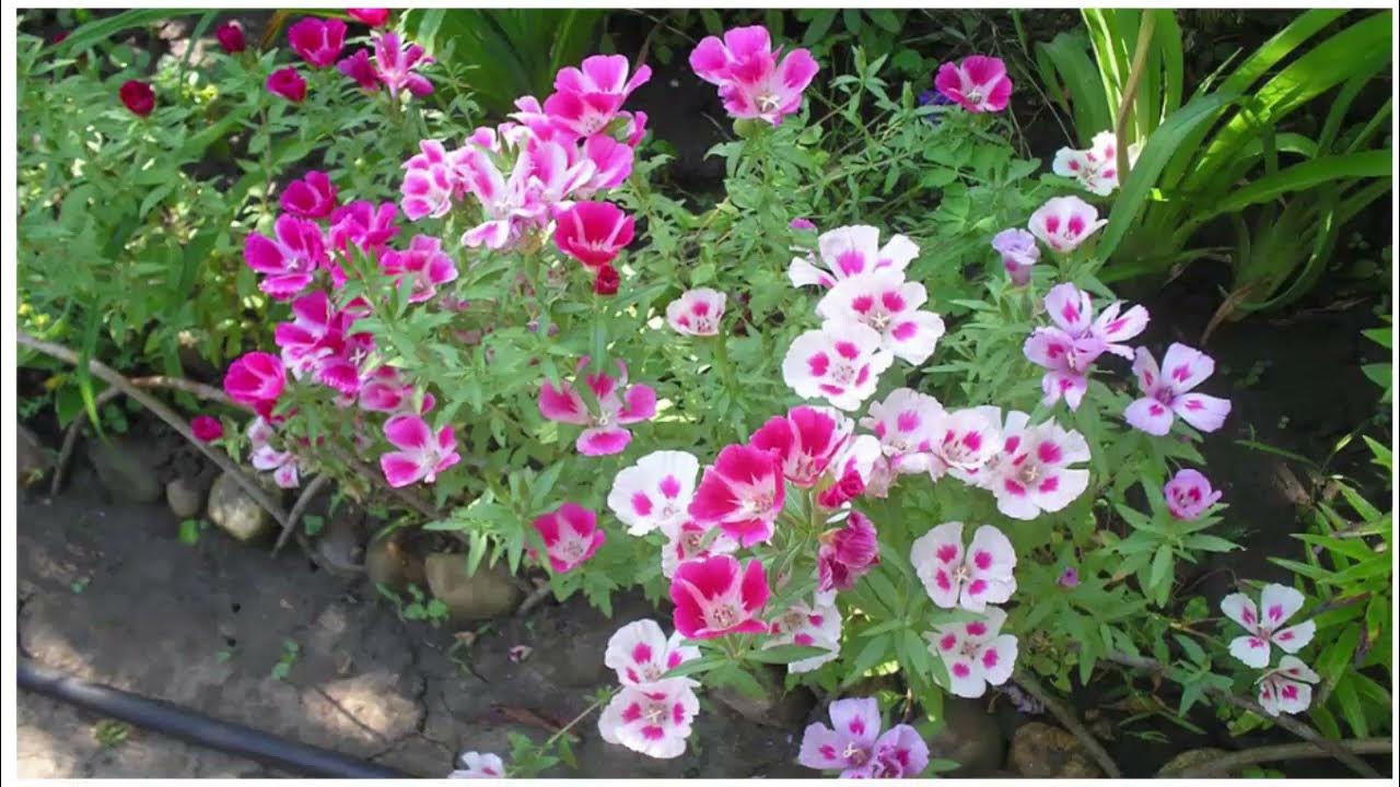 Годеция цветы на клумбе. Годеция монарх. Годеция монарх на клумбе. Кларкия годеция. Цветы годеция монарх.