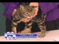 Happy Tails - Cat Coat Patterns の動画、YouTube動画。