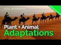 Plant &amp; Animal Adaptations in Hot Deserts | AQA GCSE 9-1 Geography