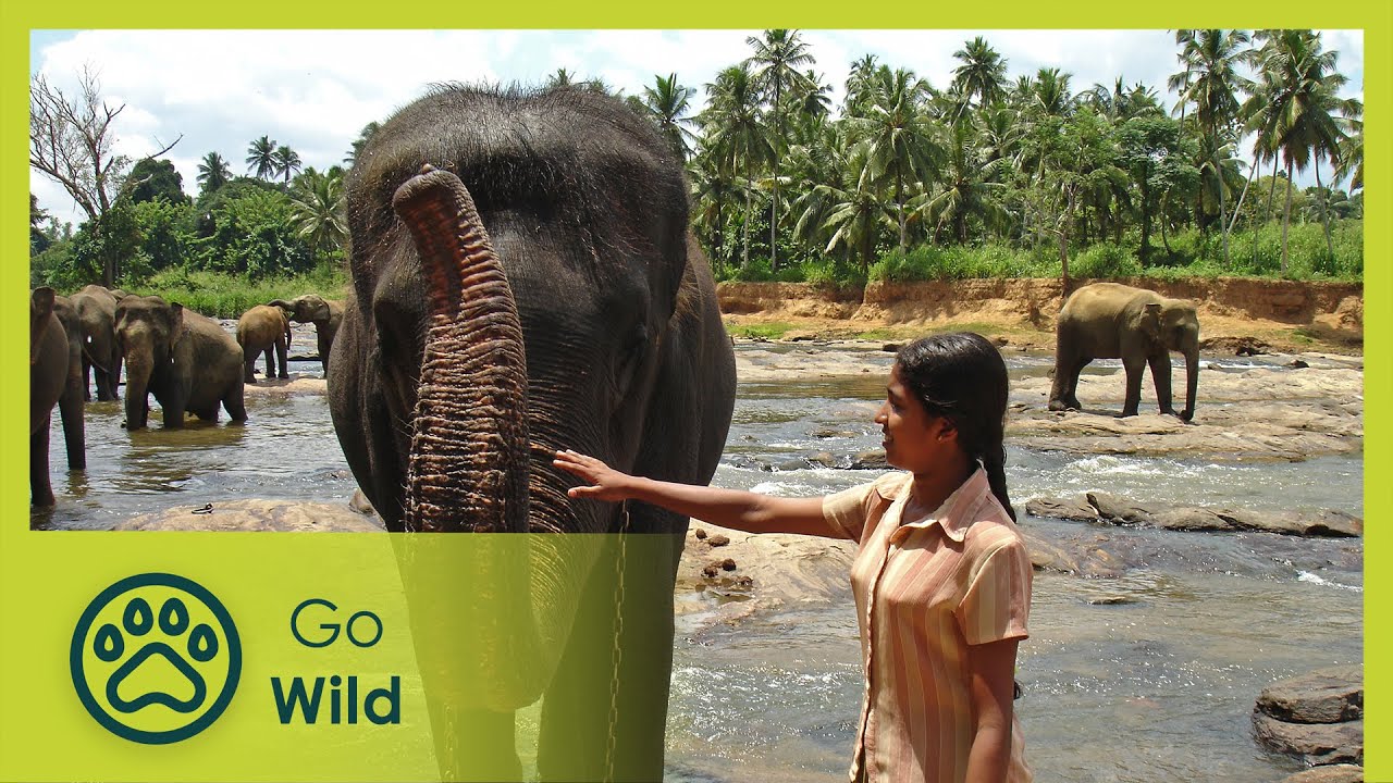 Chandani - The Daughter of the Elephant Whisperer