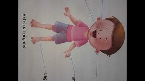 Class - II, Subject- EVS, Lesson -1 Topic- Me & My Body