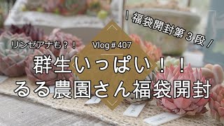 【Vlog407】【多肉植物】群生いっぱい！リンゼアナも？！るる農園さん福袋開封【多肉狩り】