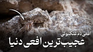 Spider tailed’s Horned Viper - Bird Hunting Scene