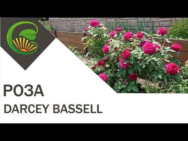 Роза Darcey Bussell (Austin)