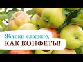 Превосходная летняя яблоня «Конфетное»