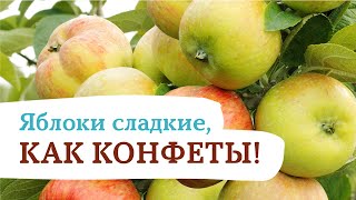 Превосходная летняя яблоня «Конфетное»