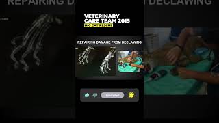 Vet Care Presentation By Dr. Boorstein~Part 25 Of 59