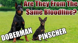 Surprising Similarity Between Doberman and Miniature Pinscher