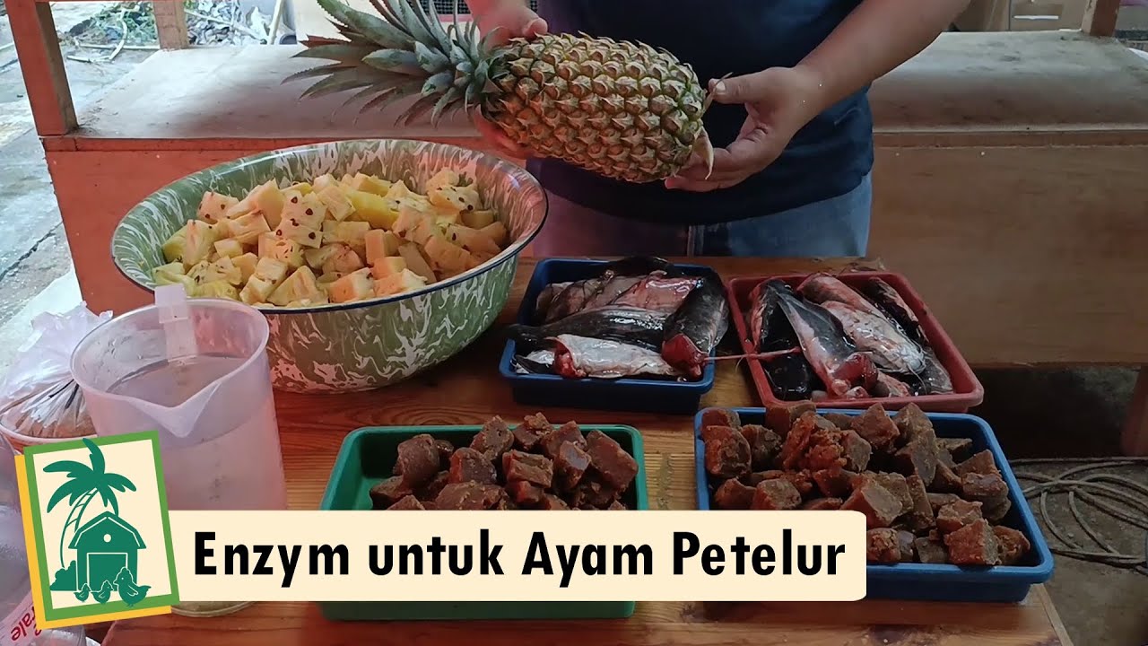 Cara membuat enzym petelur untuk indukan ayam kampung