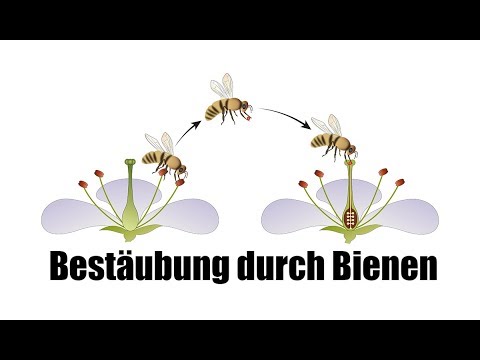 Video: Wie bestäuben Käfer Blumen: Erfahren Sie mehr über die Bestäubung von Käfern