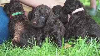 We Love Irish Water Spaniels