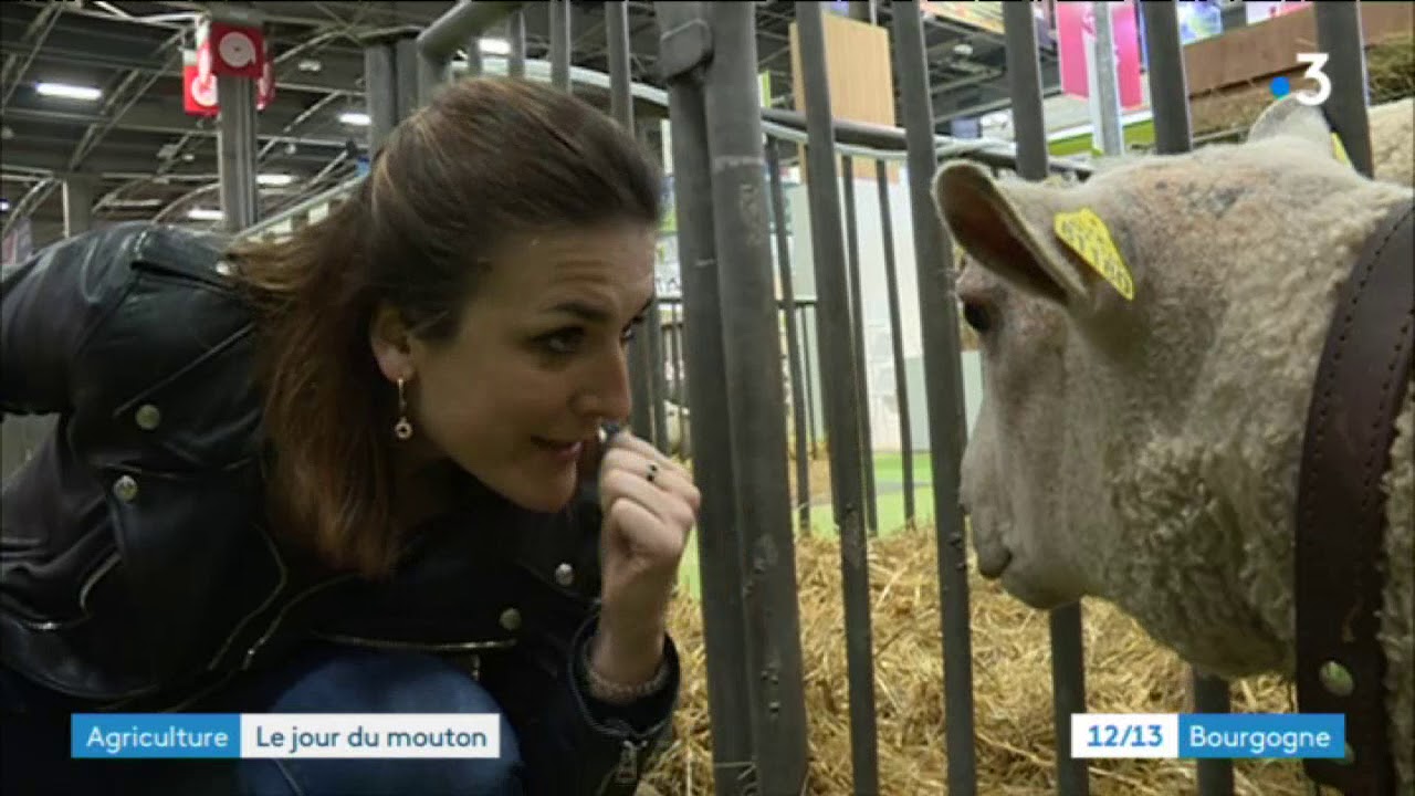 Salon de l'agriculture : le concours des moutons charolais