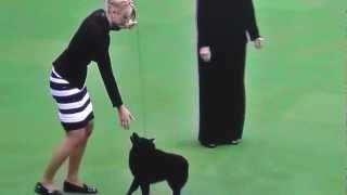 schipperke best in show
