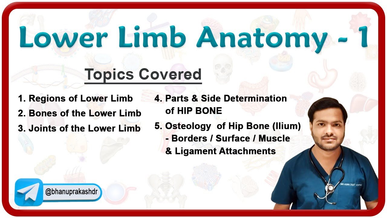 Lower Limb Anatomy :  Osteology of the Hip Bone 🦴🦵