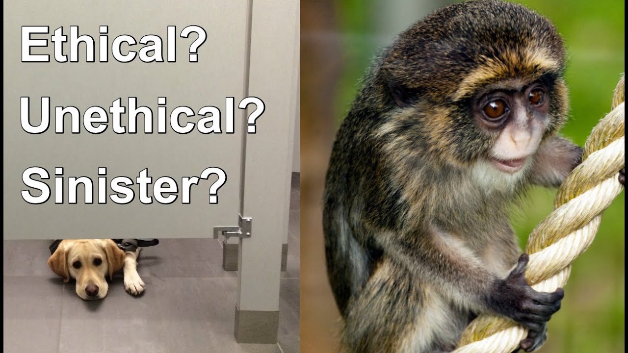 Service Animals Are Not Dogs Love Monkey Rectums Vegan YouTube