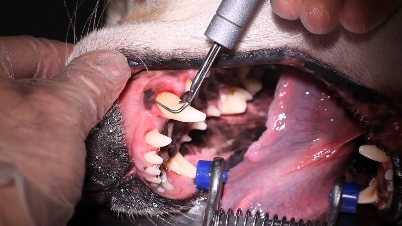 Zahnsteinentferung beim Hund YouTube