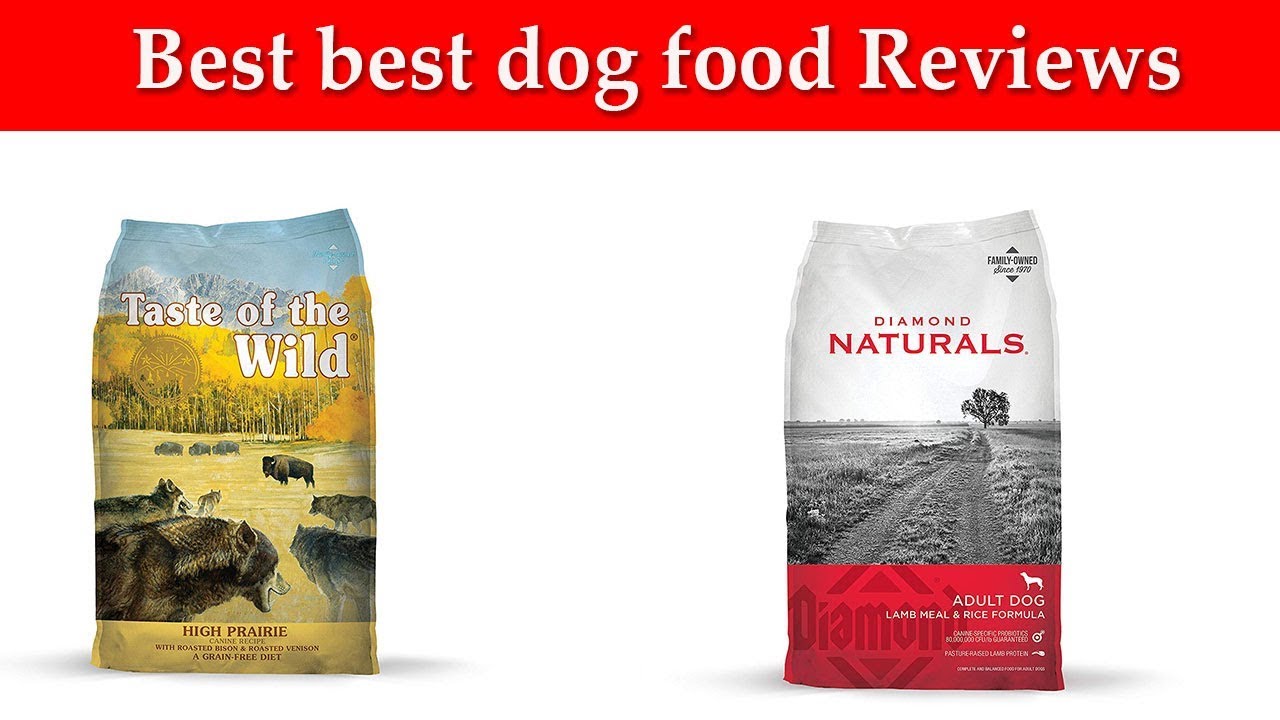Best dog food Reviews - YouTube