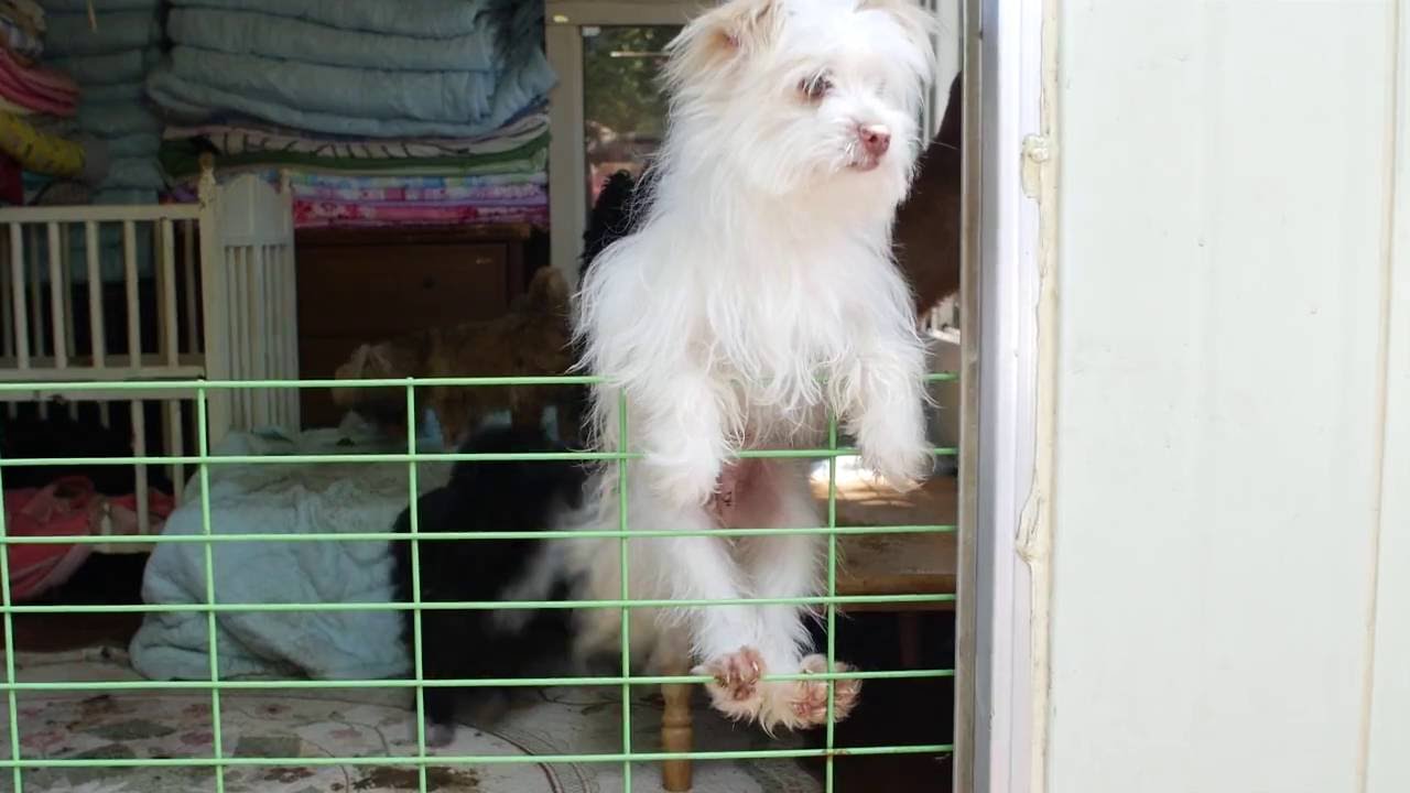 korean bbq near me These rescue puppies in Korea need forever homes