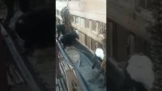 Download Lagu Kembang Kawung (Bunga Aren), cemilan Favorit bagi Pasukan Etawa..🤗 MP3