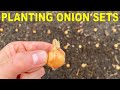 Planting Onion Bulbs: A Complete Guide From Start To Finish