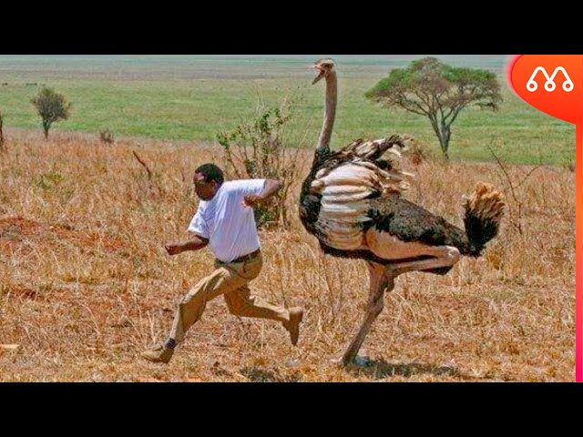 OSTRICH ATTACKING PEOPLE class=