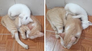 Baby Kitten Still Sleeps Even Though Falls to the Ground by Top Kitten TV 232 views 2 years ago 8 minutes, 31 seconds
