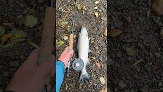 Камчатка 2024 день 89 Первый Кижуч на нахлыст. #камчатка #fishing #ярик_рыбак #рыбалка #чавыча