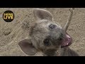 safariLIVE - Sunrise Safari - November 27, 2018