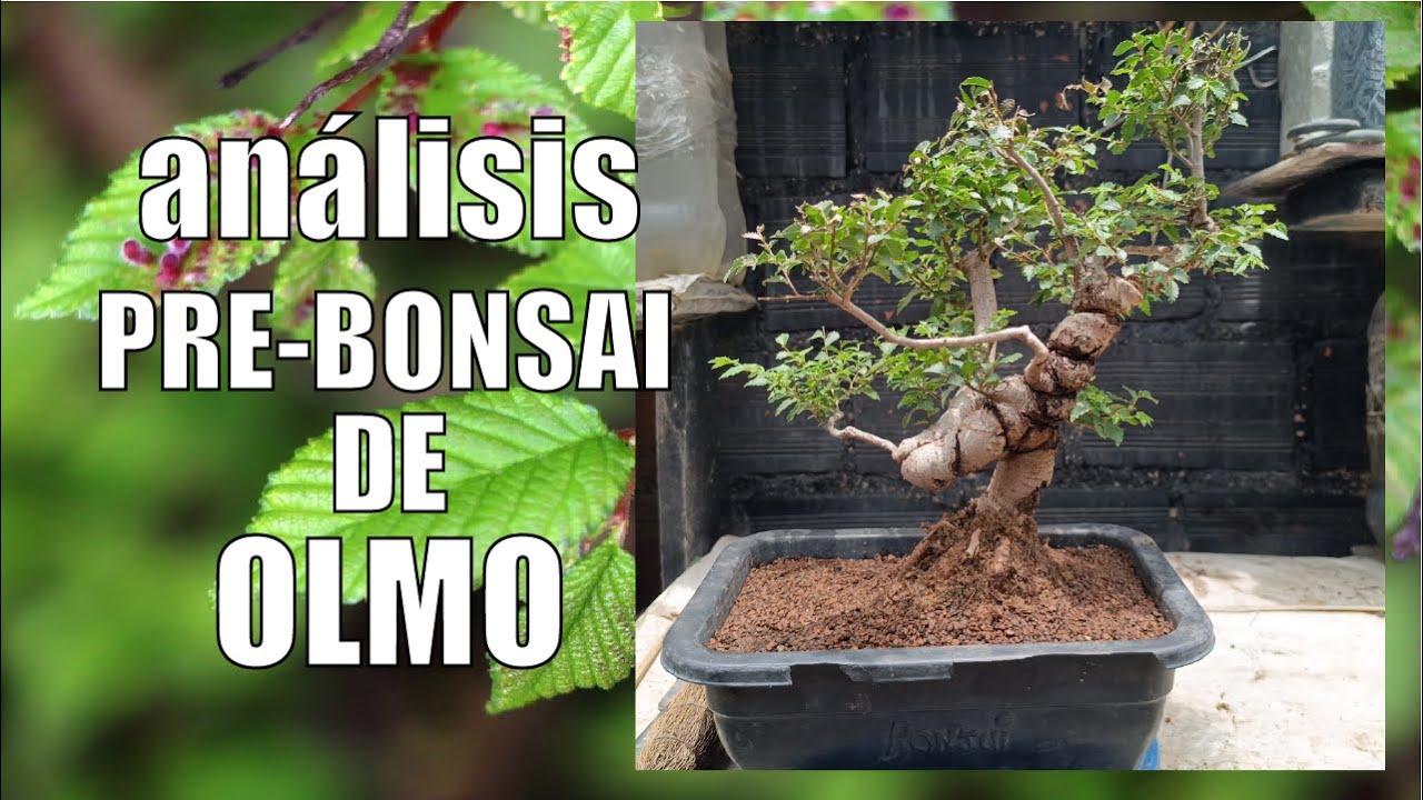 ANALISIS OLMO pre BONSAI DE VIVERO (de 14 años aproximadamente)