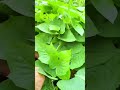 Real life of a farmer#cuttingskills #farmingtips #farmlife #gardeningtips #viral #ytshorts