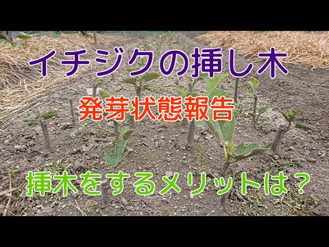 イチジクの挿し木の発芽 Youtube