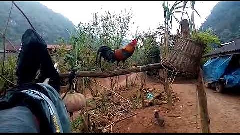 saib me nyuam qaib qus txawm 2 nawb zoo nraug kawg li nawb .9.2.2022