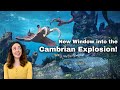 Understanding the Ediacaran-Cambrian Transition