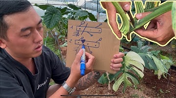 Cuting Monstera Var Mint | Nhân giống, Phục hồi và Nuôi dưỡng monstera var